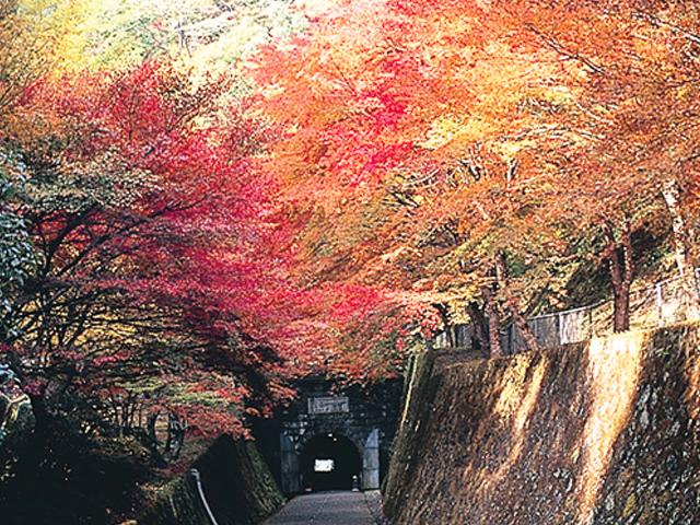 &lt;font color=&quot;#800000&quot;&gt;&lt;strong&gt;地底博物館 鯛生金山&lt;/strong&gt;&lt;/font&gt;（日田市）&lt;br&gt;中津江の奥に位置する東洋一の黄金郷『鯛生金山』。魅惑の坑内見学や、ゴールドハンティングなど、大人から子どもまで楽しめるスポットとして人気です。秋になると、園内の木々が美しく色づきます。&lt;br&gt;&lt;hr&gt;&lt;span style=&quot;font-size:14px;&quot;&gt;【DATA】&lt;br /&gt; 住所／日田市中津江村合瀬3750&lt;br&gt;電話／0973-56-5316&lt;br&gt;見頃／11月上旬～11月下旬&lt;br&gt;&lt;a href=&quot;https://taiokinzan.jp/&quot; target=&quot;_blank&quot;&gt;&lt;font color=&quot;#0033ff&quot;&gt;詳細はこちら&lt;/font&gt;&lt;/a&gt;&lt;/span&gt;