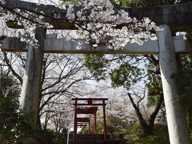 <font color="#EE82EE"><strong>響山公園</strong></font>（宇佐市）<br>響山は市民の憩いの場として親しまれており、桜の季節には、別世界に入りこんだような景色となります。鳥居が連なる様子は、インスタ映え間違いなし！<hr><span style="font-size:14px;">【DATA】<br /> 桜の種類／ソメイヨシノ<br>見頃／3月下旬～4月上旬<br>住所／宇佐市大字四日市小菊地<br>電話／0978-37-0202（宇佐市観光協会）<br>駐車場／15台<br>アクセス／宇佐ICから車で約5分<br><a href="https://www.city.usa.oita.jp/tourist/touristspot/touristspot2/touristspot3/10168.html" target="_blank"><font color="#0033ff">詳細はこちら</font></a></span>