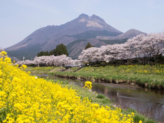 &lt;font color=&quot;#800080&quot;&gt;&lt;strong&gt;「おんせん県おおいた 花スポット情報」を発信しています！ &lt;/strong&gt;&lt;/font&gt;&lt;br&gt;春になるとぜひ訪れたいのが花スポットですね! ツーリズムおおいたHPの「旬の情報」では、県内各所にあるおすすめの花スポットをはじめ、桜情報やミヤマキリシマ情報などを掲載しています。ぜひチェックして、観光の参考にしてください。なお、お出かけの際は感染症対策にご協力ください。&lt;hr&gt;&lt;span style=&quot;font-size:14px;&quot;&gt;【DATA】&lt;br &gt;&lt;a href=&quot;https://www.visit-oita.jp/topics/detail/440&quot; target=&quot;_blank&quot;&gt;&lt;font color=&quot;#0033ff&quot;&gt;詳細はこちら&lt;/font&gt;&lt;/a&gt;&lt;/span&gt;&lt;br&gt;&lt;br&gt;