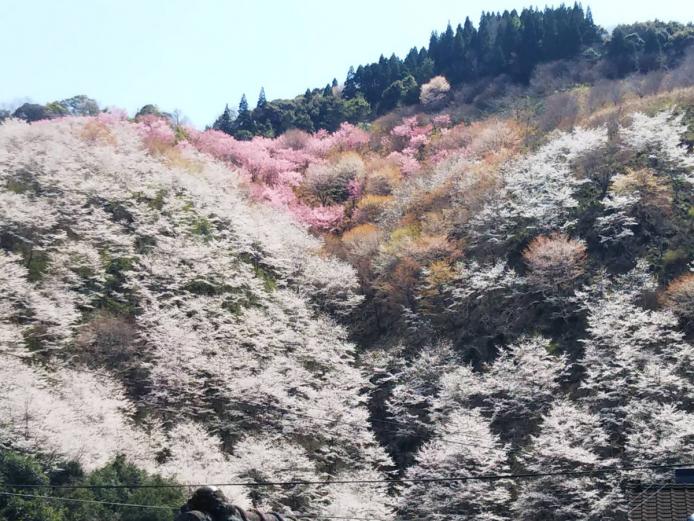 <font color="#EE82EE"><strong>岩屋の千本桜</strong></font>（佐伯市）<br> 春になると、里山が一面の桜で覆われます。3月の終わりごろには、ふもとの田んぼ一面に咲く菜の花も一緒に楽しめます。国道10号より弥生振興局の角を本匠方面へ入り、県道35号から本匠中学校付近を小川方面へ左折して約 7キロの所にあります。<hr> <span style="font-size:14px;">【DATA】<br /> 花の種類／桜<br> 見頃／3月下旬～4月上旬<br> 住所／佐伯市本匠大字小川岩屋<br> 電話／0972-56-5111（佐伯市本匠振興局）<br> 駐車場／駐車スペースあり<br> アクセス／佐伯ICより車で約23分<br> <a href="https://www.visit-saiki.jp/spots/detail/c146d3e0-87fe-431a-811a-6949be007ed2" target="_blank"><font color="#0033ff">詳細はこちら</font></a></span>