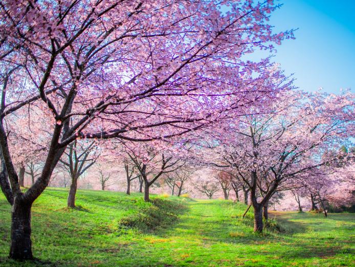 &lt;font color=&quot;#EE82EE&quot;&gt;&lt;strong&gt;長湯温泉 しだれ桜の里&lt;/strong&gt;&lt;/font&gt;&lt;br&gt;15年の歳月を経て、2022年春に本オープンを迎えた桜の公園。自然豊かなロケーションとした約5万㎡の広大な敷地に、約2,600本の桜が咲き乱れます。大漁桜を皮切りに、コマツオトメ、八重紅しだれ、ヨウコウザクラ、オモイカワザクラ、八重桜といった6種類の品種が次々に登場。濃淡様々な桜色のグラデーションが里山を彩る景色は圧巻！見頃は3月下旬～4月上旬。&lt;hr&gt;&lt;span style=&quot;font-size:14px;&quot;&gt;【DATA】&lt;br /&gt;住所／竹田市直入町長湯3142-15&lt;br&gt;電話／092-622-3003&lt;br&gt;営業時間／9:00～17:00&lt;br&gt;休み／なし&lt;br&gt;料金／大人500円、6～12歳未満300円、6歳未満無料&lt;br&gt;駐車場／500台&lt;br&gt;交通アクセス／竹田ICから車で約17分&lt;br &gt;&lt;a href=&quot; https://shidarezakuranosato.com/ &quot; target=&quot;_blank&quot;&gt;&lt;font color=&quot;#0033ff&quot;&gt;詳細はこちら&lt;/font&gt;&lt;/a&gt;&lt;/span&gt;&lt;br&gt;&lt;br&gt;