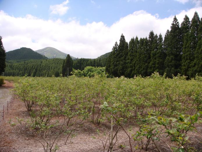 ６月中旬〜８月末の摘みとり体験は入園料500円、摘み取り1パック（小・100g）250円