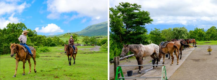 アメリカンクォーターホースという大人しい馬たちがそろい、子どもから大人まで、初心者から上級者まで幅広い層の方が楽しめると人気の施設。大自然の中で放牧しているため馬たちのストレスもなく、インストラクター先導のもと快適な乗馬体験ができます。広大な高原を贅沢に使ったコースで開放的な時間を味わって。<br>