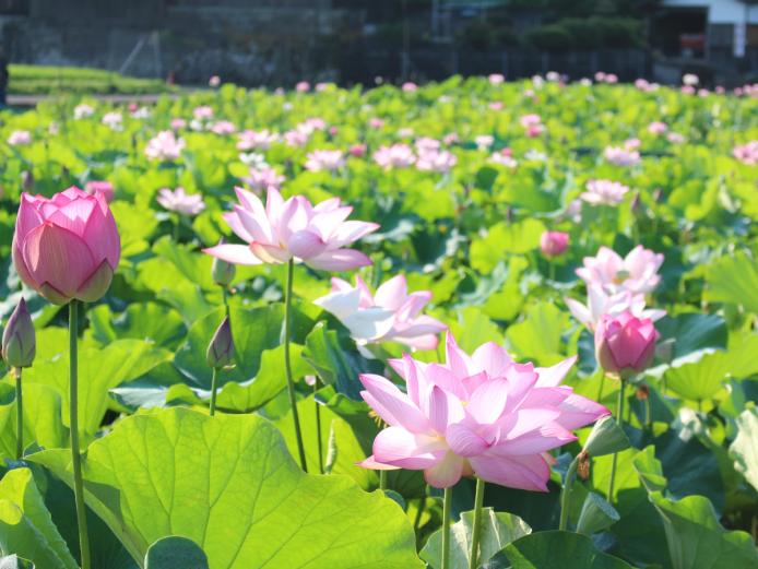 ▲7月～8月にかけては、隣接する石仏公園に大輪のハスの花が咲き誇り、その様子はさながら極楽浄土のよう