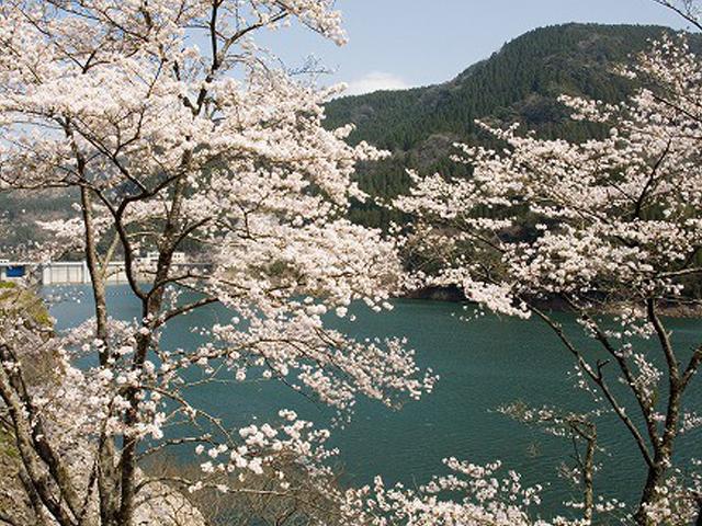 &lt;font color=&quot;#EE82EE&quot;&gt;&lt;strong&gt;蜂の巣湖公園&lt;/strong&gt;&lt;/font&gt;（日田市）&lt;br&gt;日田市から熊本方面に向かう途中にある公園で、約400本の桜の木が春風にそよいでいます！穏やかな蜂の巣湖の水面と共に望む桜の風景は、最高のロケーションです。&lt;hr&gt;&lt;span style=&quot;font-size:14px;&quot;&gt;【DATA】&lt;br /&gt; 花の種類／桜&lt;br&gt;見頃／4月上旬&lt;br&gt;住所／日田市中津江村栃野&lt;br&gt;電話／0973-22-2036（日田市観光協会）&lt;br&gt;駐車場／あり&lt;br&gt;アクセス／日田ICから車で約30分