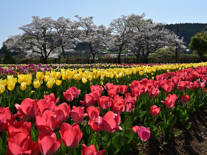 &lt;font color=&quot;#800080&quot;&gt;&lt;strong&gt;原尻の滝&lt;/strong&gt;&lt;/font&gt;（豊後大野市）&lt;br&gt; 日本の滝１００選に選ばれている『原尻の滝』。4月には敷地内に加え、周辺の田んぼがあたり一面チューリップ畑になる「チューリップフェスタ」が開催されます。2024年の開催は4月3日（水）～14日（日）。130種類28万球の色鮮やかなチューリップをお楽しみに。&lt;hr&gt; &lt;span style=&quot;font-size:14px;&quot;&gt;&lt;strong&gt;【DATA】&lt;/strong&gt;&lt;br /&gt; 住所／豊後大野市緒方町原尻&lt;br&gt; 電話／0974-22-1117（豊後大野市商工観光課）&lt;br&gt; 駐車場／180台&lt;br&gt; 交通アクセス／朝地ICから車で約10分、JR緒方駅から車で5分&lt;br &gt; &lt;a href=&quot; https://geopark.jp/geopark/oita-bungo-ohno/ &quot; target=&quot;_blank&quot;&gt;&lt;font color=&quot;#0033ff&quot;&gt;詳細はこちら&lt;/font&gt;&lt;/a&gt;&lt;/span&gt;&lt;br&gt;&lt;br&gt;