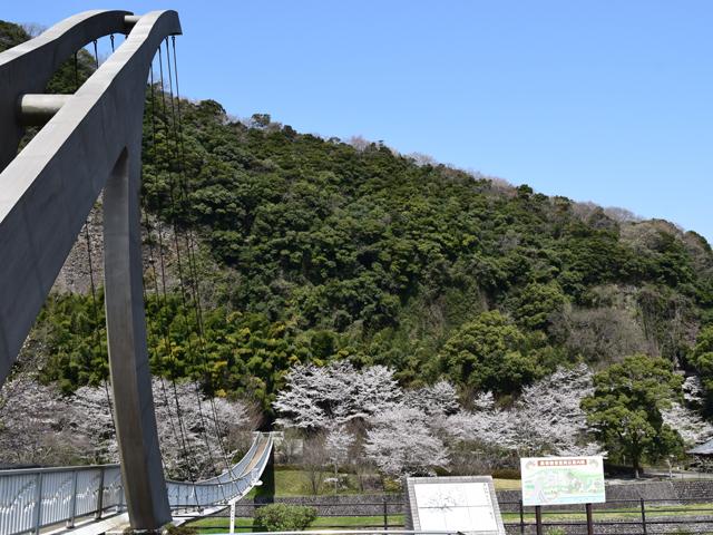 <font color="#EE82EE"><strong>鷹栖つり橋公園</strong></font>（宇佐市）<br>鷹栖つり橋公園には、宇佐平野を潤す｢駅館川｣に鷹栖観音堂へと向かう全長132.5ｍの人道斜長橋が架かっています。春先は、橋のたもとに桜が咲き誇ります。<hr><span style="font-size:14px;">【DATA】<br /> 花の種類／桜<br>見頃／3月下旬～4月上旬<br>住所／宇佐市大字上拝田・山本<br>電話／0978-37-0202（宇佐市観光協会）<br>駐車場／あり<br>アクセス／宇佐ICから車で約5分<br><a href="https://www.city.usa.oita.jp/tourist/touristspot/touristspot2/touristspot3/10160.html" target="_blank"><font color="#0033ff">詳細はこちら</font></a></span>