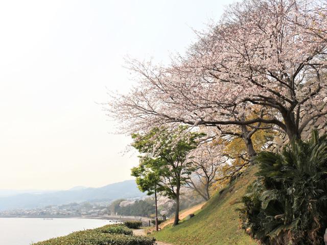 <font color="#EE82EE"><strong>日出城址「城下公園」</strong></font>（日出町）<br>海岸に建つ日出藩の城址で、現存する城壁と復元された櫓が残っています。城下公園には約100本の桜の木が植えられており、開花の時期になると海岸沿いの遊歩道を歩きながら桜が楽しめます。桜と海とお城の組み合わせはとても綺麗です！<hr><span style="font-size:14px;">【DATA】<br /> 花の種類／ソメイヨシノ<br>見頃／3月下旬～4月上旬<br>住所／日出町2610-1<br>電話／0977-72-4255（ひじ町ﾂｰﾘｽﾞﾑ協会）<br>駐車場／二の丸館P利用<br>アクセス／日出ICから車で約5分<br><a href="https://hijinavi.com/spots/detail/1" target="_blank"><font color="#0033ff">詳細はこちら</font></a></span>