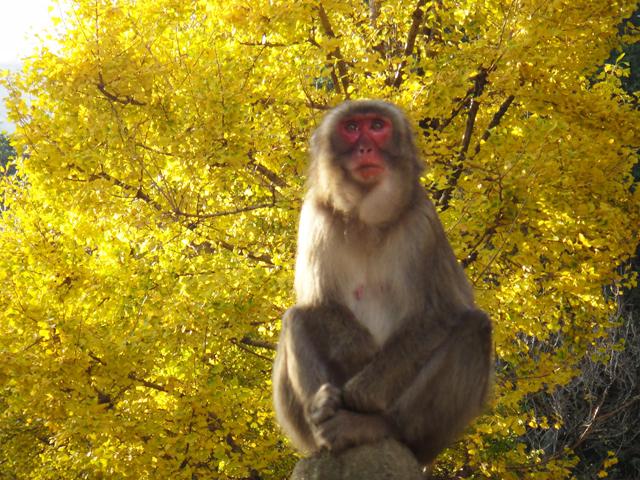 &lt;font color=&quot;#800000&quot;&gt;&lt;strong&gt;高崎山自然動物園&lt;/strong&gt;&lt;/font&gt;（大分市）&lt;br&gt;野生のニホンザルを間近で見ることができる高崎山自然動物園。海側から見える高崎山の紅葉、また山側からは別府湾を見渡すことができます。サルの生態を面白おかしく説明してくれるスタッフの話を聞きながら、木登りが大好きなサルたちと、紅葉の写真撮影にチャレンジしてみてはいかがですか？&lt;br&gt;&lt;hr&gt;&lt;span style=&quot;font-size:14px;&quot;&gt;【DATA】&lt;br /&gt; 住所／大分市神崎3098-1&lt;br&gt;電話／097-532-5010（高崎山自然動物園）&lt;br&gt;見頃／12月上旬～12月中旬&lt;br&gt;&lt;a href=&quot;https://www.takasakiyama.jp/&quot; target=&quot;_blank&quot;&gt;&lt;font color=&quot;#0033ff&quot;&gt;詳細はこちら&lt;/font&gt;&lt;/a&gt;&lt;/span&gt;