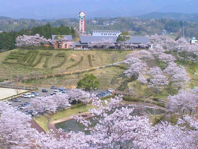 <font color="#EE82EE"><strong>吉四六（きっちょむ）ランド</strong></font>（臼杵市）<br>約15万平方メートルの総合施設。春には樹齢約40年、2000本のソメイヨシノが咲き、県下有数の桜の名所として人気。桜の後は、フジが見頃を迎えます。<hr><span style="font-size:14px;">【DATA】<br /> 花の種類／桜<br>見頃／3月下旬～4月上旬<br>住所／臼杵市野津町大字原326<br>電話／0974-32-7757（吉四六ランド管理棟）<br>駐車場／あり<br>アクセス／臼杵ICから車で約15分<br><a href="http://www.kichiyomu-kankou.com/" target="_blank"><font color="#0033ff">詳細はこちら</font></a></span>