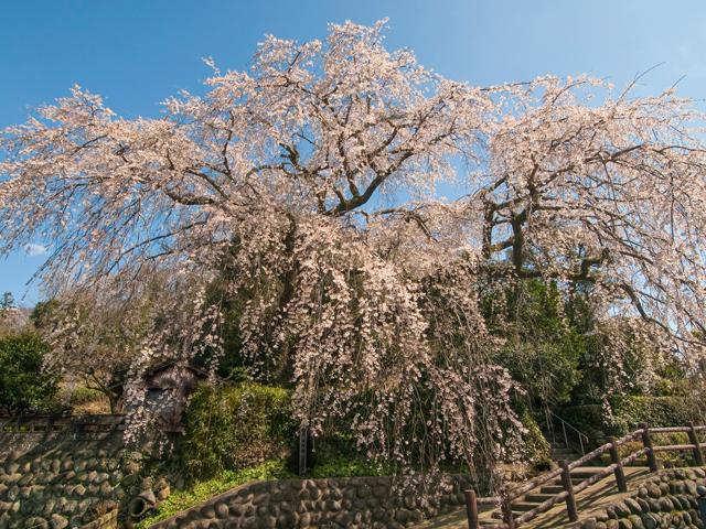 &lt;font color=&quot;#EE82EE&quot;&gt;&lt;strong&gt;大原八幡宮横&lt;/strong&gt;&lt;/font&gt;（日田市）&lt;br&gt;大原八幡宮の横にある「大原大しだれ桜」。樹齢約200年にもなるこの桜は、幾百もの細い枝がまるで柳のように華やかに垂れ下がり、あふれんばかりの花を咲かせます。その姿は、大振りながらも可憐さを併せ持つ美しさです。&lt;hr&gt;&lt;span style=&quot;font-size:14px;&quot;&gt;【DATA】&lt;br /&gt; 花の種類／しだれ桜&lt;br&gt;見頃／3月中旬&lt;br&gt;住所／日田市田島2&lt;br&gt;電話／0973-22-2036（日田市観光協会）&lt;br&gt;駐車場／なし&lt;br&gt;アクセス／日田ICから車で約10分&lt;br&gt;&lt;a href=&quot;https://oidehita.com/archives/283&quot; target=&quot;_blank&quot;&gt;&lt;font color=&quot;#0033ff&quot;&gt;詳細はこちら&lt;/font&gt;&lt;/a&gt;&lt;/span&gt;