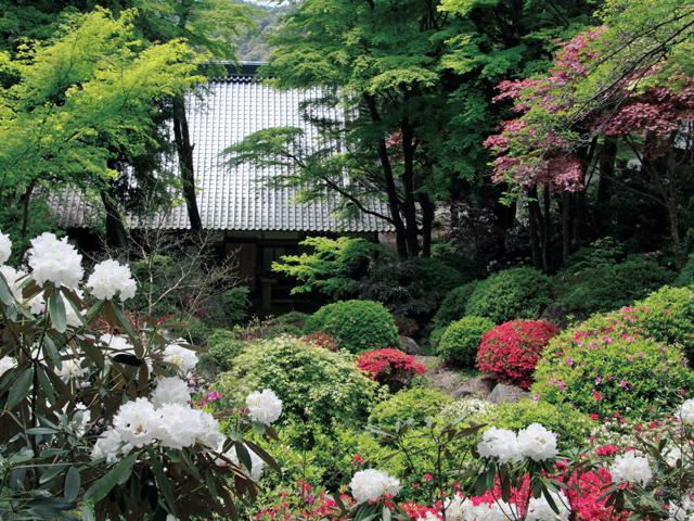 <font color="#EE82EE"><strong>長安寺</strong></font>（豊後高田市）<br>「花の寺」として知られ、四季を通じて美しい花々が境内を彩ります。4月上旬から5月上旬までは、淡いピンクのシャクナゲが見頃になります。のんびり散策すれば、心穏やかな気分に。<hr><span style="font-size:14px;">【DATA】<br /> 花の種類／シャクナゲ<br>見頃／4月上旬～5月上旬<br>住所／豊後高田市加礼川635<br>電話／0978-27-3842<br>駐車場／20台<br>アクセス／宇佐ICから車で約45分<br><a href="https://cyouanji.p-kit.com/" target="_blank"><font color="#0033ff">詳細はこちら</font></a></span>