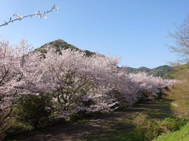 <font color="#EE82EE"><strong>香下ダム</strong></font>（宇佐市）<br>ダム湖に架かる吊り橋は、幅1.5m、長さが139mあります。湖面には周りの山々の影を映し、春は桜のトンネルを歩くことができます。<hr><span style="font-size:14px;">【DATA】<br /> 花の種類／桜<br>見頃／3月下旬～4月上旬<br>住所／宇佐市院内町香下<br>電話／0978-37-0202（宇佐市観光協会）<br>駐車場／あり<br>アクセス／宇佐ICから車で約10分<br><a href="https://www.usa-kanko.jp/spots/detail/303" target="_blank"><font color="#0033ff">詳細はこちら</font></a></span>