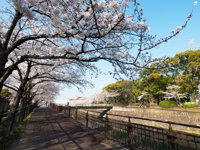 <font color="#EE82EE"><strong>平和市民公園</strong></font>（大分市）<br>国際交流広場「武漢の森」や平和のシンボル「ムッちゃん平和像」があるワンパク広場、能楽堂などがある総合公園。春のソメイヨシノや八重桜をはじめ、園内には季節の花々が咲き誇ります。<hr><span style="font-size:14px;">【DATA】<br /> 花の種類／ソメイヨシノ、八重桜ほか<br>見頃／3月下旬<br>住所／大分市萩原緑町101<br>電話／097-537-5976（大分市公園緑地課）<br>駐車場／あり<br>アクセス／米良ICから車で約10分<br><a href="https://www.oishiimati-oita.jp/spots/detail/223" target="_blank"><font color="#0033ff">詳細はこちら</font></a></span>