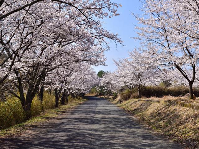 &lt;font color=&quot;#EE82EE&quot;&gt;&lt;strong&gt;御嶽桜ロード&lt;/strong&gt;&lt;/font&gt;（豊後大野市）&lt;br&gt;約6kmある御嶽山の林道が、春になると約1,000本もの桜が咲き誇り「御嶽桜ロード」と呼ばれています。地元の住民たちが「子ども達にキレイな桜を見せたい」と植樹したのが始まりで、「日本桜名所別選」にも選ばれています。&lt;hr&gt;&lt;span style=&quot;font-size:14px;&quot;&gt;【DATA】&lt;br /&gt; 花の種類／桜&lt;br&gt;見頃／3月下旬～4月上旬&lt;br&gt;住所／豊後大野市清川町宇田枝&lt;br&gt;電話／0974-35-2111（豊後大野市清川支所）&lt;br&gt;駐車場／道中に3ヶ所あり&lt;br&gt;アクセス／千歳ICから車で約25分&lt;br&gt;