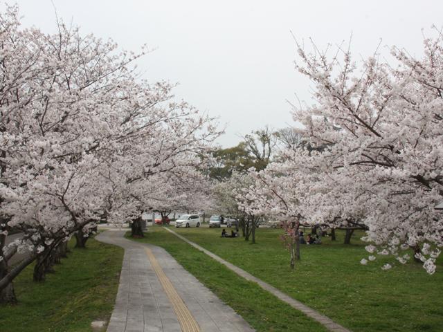 &lt;font color=&quot;#EE82EE&quot;&gt;&lt;strong&gt;二ノ丸公園&lt;/strong&gt;&lt;/font&gt;（中津市）&lt;br&gt;中津城（奥平家歴史資料館）近くにある公園。春は約150本の桜が咲き誇ります。中津城をのんびり眺めながら、情緒あふれる城下町の春を感じませんか？&lt;hr&gt;&lt;span style=&quot;font-size:14px;&quot;&gt;【DATA】&lt;br /&gt; 花の種類／桜&lt;br&gt;見頃／3月下旬～4月上旬&lt;br&gt;住所／中津市姫路町1235−10&lt;br&gt;電話／0979-62-6034（中津市観光課）&lt;br&gt;駐車場／なし&lt;br&gt;アクセス／定留ICから車で約10分&lt;br&gt;&lt;a href=&quot;https://www.city-nakatsu.jp/doc/2011100110368/&quot; target=&quot;_blank&quot;&gt;&lt;font color=&quot;#0033ff&quot;&gt;詳細はこちら&lt;/font&gt;&lt;/a&gt;&lt;/span&gt;