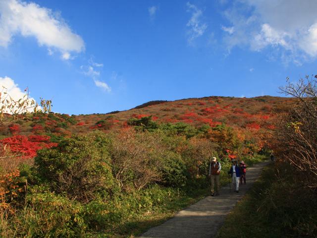 &lt;font color=&quot;#800000&quot;&gt;&lt;strong&gt;牧ノ戸峠&lt;/strong&gt;&lt;/font&gt;（九重町）&lt;br&gt;別府と阿蘇を結ぶやまなみハイウェイ（県道11号線）で最も高所（標高1,330メートル）に位置する峠で、久住山への登山口。展望台からは、くじゅう連山や長者原、遠くは阿蘇連峰を一望でき、雄大な自然景観を楽しむことができます。&lt;br&gt;&lt;hr&gt;&lt;span style=&quot;font-size:14px;&quot;&gt;【DATA】&lt;br /&gt; 住所／九重町田野&lt;br&gt;電話／0973-76-3150（九重町役場 観光・地域振興課）&lt;br&gt;見頃／10月中旬～&lt;br&gt;&lt;a href=&quot;https://k-miyachan.com/&quot; target=&quot;_blank&quot;&gt;&lt;font color=&quot;#0033ff&quot;&gt;詳細はこちら&lt;/font&gt;&lt;/a&gt;&lt;/span&gt;