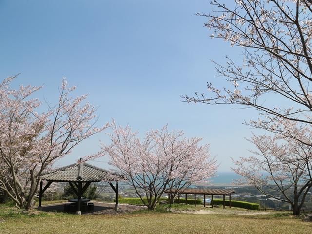 <font color="#EE82EE"><strong>小城観音展望公園</strong></font>（国東市）<br>晴れた日には四国まで見渡すこともできる小城観音展望公園。大分空港から車で約10分、桜の下でピクニックもでき、桜と空と海のコントラストに飛行機の離発着まで楽しめます。<hr><span style="font-size:14px;">【DATA】<br /> 桜の種類／ソメイヨシノ<br>見頃／3月下旬～4月上旬<br>住所／国東市武蔵町小城1002-1<br>電話／0978-73-0962（国東市観光協会）<br>駐車場／あり<br>アクセス／杵築ICから車で約20分<br><a href="https://www.city.kunisaki.oita.jp/soshiki/zaisei/ogitennboukouenn.html" target="_blank"><font color="#0033ff">詳細はこちら</font></a></span>