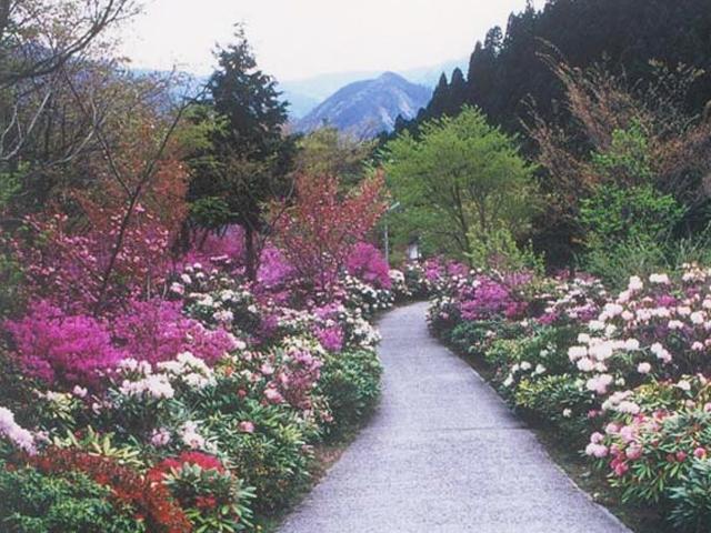 <font color="#EE82EE"><strong>上津江しゃくなげ園</strong></font>（日田市）<br>約6,000坪の斜面に、国内外約60種類ものシャクナゲが約2万本咲き誇ります。ほかにも、3,000本ものツツジやミヤマキリシマといった高山植物も自生していて、見応え十分です。<hr><span style="font-size:14px;">【DATA】<br /> 花の種類／シャクナゲ<br>見頃／4月中旬～5月中旬<br>住所／日田市上津江町川原1395<br>電話／0973-55-2028<br>駐車場／あり<br>アクセス／日田ICから車で約50分<br><a href="https://www.oidehita.com/archives/553" target="_blank"><font color="#0033ff">詳細はこちら</font></a></span>