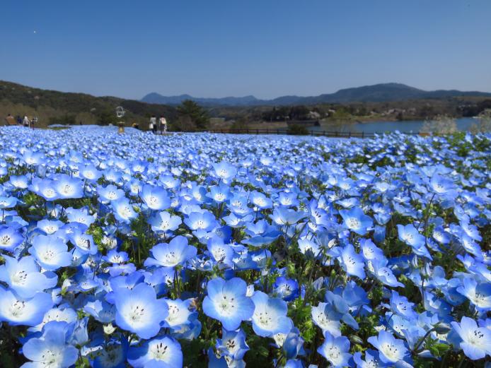 &lt;font color=&quot;#800080&quot;&gt;&lt;strong&gt;るるパーク（大分農業文化公園）&lt;/strong&gt;&lt;/font&gt;（杵築市）&lt;br&gt; 四季に合わせてさまざまなイベントが楽しめる『るるパーク』。約5000平方メートルの花畑が約70万本のネモフィラでパステルブルーに染まります。見頃の時期に合わせて3月23日(土)～5月12日(日)にはイベントも開催されるのでホームページをチェックしてね。&lt;hr&gt; &lt;span style=&quot;font-size:14px;&quot;&gt;&lt;strong&gt;【DATA】&lt;/strong&gt;&lt;br /&gt; 住所／杵築市山香町日指1-1&lt;br&gt; 電話／0977-28-7111&lt;br&gt; 営業時間／9:30～17:00&lt;br&gt; 休み／火曜（3/23～5/12は無休）　&lt;br&gt; 料金／無料&lt;br&gt; 駐車場／1600台&lt;br&gt; 交通アクセス／大分農業文化公園ICから車で約2分、ＪＲ中山香駅から車で約15分&lt;br &gt; &lt;a href=&quot;https://www.oita-agri-park.or.jp/&quot; target=&quot;_blank&quot;&gt;&lt;font color=&quot;#0033ff&quot;&gt;詳細はこちら&lt;/font&gt;&lt;/a&gt;&lt;/span&gt;&lt;br&gt;&lt;br&gt;