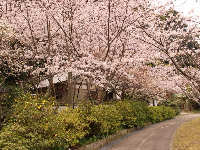 <font color="#EE82EE"><strong>拍子水（ひょうしみず）</strong></font>（姫島村）<br>姫島村七不思議の一つ「拍子水」は、お姫様がおはぐろをつけた後、口をゆすぐ水がなく、手拍子を打って祈ると湧き出したと言われています。その周辺に、桜が咲き誇ります。<hr><span style="font-size:14px;">【DATA】<br /> 桜の種類／ソメイヨシノ、オオシマザクラ<br>見頃／4月上旬<br>住所／東国東郡姫島村5118-2<br>電話／0978-87-2279（姫島村水産・観光商工課）<br>駐車場／あり<br>アクセス／姫島港から車で約10分<br><a href=" https://www.himeshima.jp/kankou/spot/nanafushigi/" target="_blank"><font color="#0033ff">詳細はこちら</font></a></span>