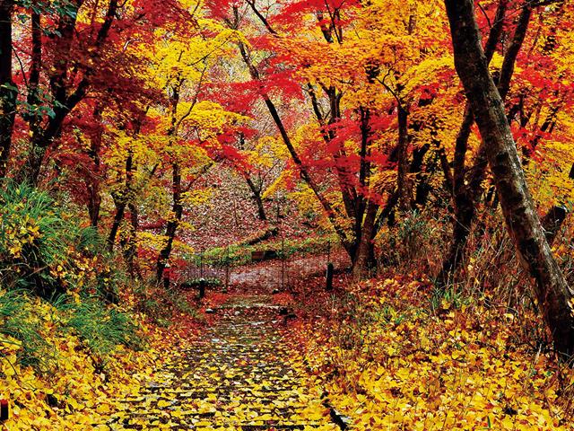 &lt;font color=&quot;#800000&quot;&gt;&lt;strong&gt;御霊もみじ&lt;/strong&gt;&lt;/font&gt;（中津市）&lt;br&gt;耶馬渓の紅葉が見頃を終える頃、御霊もみじは見頃を迎えます。苔むした御霊神社の参道の階段の両脇にあるモミジが見事に紅葉している様子は神秘的ともいえる美しさです。参道上に落ちた色とりどりの落ち葉は、まるで絨毯のようで、多くの人が訪れます。&lt;br&gt;&lt;hr&gt;&lt;span style=&quot;font-size:14px;&quot;&gt;【DATA】&lt;br /&gt; 住所／中津市耶馬溪町大字戸原&lt;br&gt;電話／0979-54-3111（中津市耶馬溪支所）&lt;br&gt;見頃／11月中旬～11月下旬&lt;br&gt;&lt;a href=&quot;https://nakatsuyaba.com/pages/175/&quot; target=&quot;_blank&quot;&gt;&lt;font color=&quot;#0033ff&quot;&gt;詳細はこちら&lt;/font&gt;&lt;/a&gt;&lt;/span&gt;