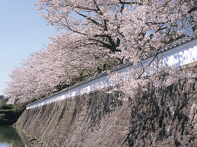 &lt;font color=&quot;#EE82EE&quot;&gt;&lt;strong&gt;月隈公園&lt;/strong&gt;&lt;/font&gt;（日田市）&lt;br&gt;日田三丘陵の一つ、月隈山を中心とした公園。白壁や石垣、お堀が天領の名残を醸し出しています。外堀に沿って咲く桜は、風情満点です。&lt;hr&gt;&lt;span style=&quot;font-size:14px;&quot;&gt;【DATA】&lt;br /&gt; 花の種類／桜&lt;br&gt;見頃／4月上旬&lt;br&gt;住所／日田市丸山2-3&lt;br&gt;電話／0973-22-2036（日田市観光協会）&lt;br&gt;駐車場／70台&lt;br&gt;アクセス／日田ICから車で約5分&lt;br&gt;&lt;a href=&quot;https://www.oidehita.com/archives/407&quot; target=&quot;_blank&quot;&gt;&lt;font color=&quot;#0033ff&quot;&gt;詳細はこちら&lt;/font&gt;&lt;/a&gt;&lt;/span&gt;