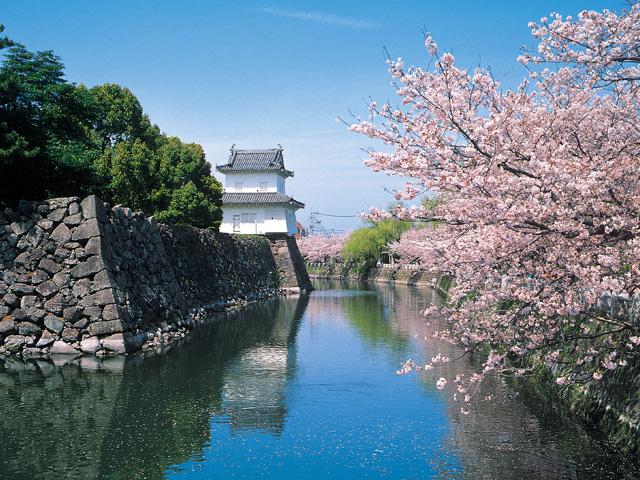 <font color="#EE82EE"><strong>大分城址公園</strong></font>（大分市）<br>大分市では“お花見”でお馴染みのスポット。城跡を囲むように約60本ものソメイヨシノが咲き誇り、花見客で賑わいます。満開の時期に城址の石垣に上ると、桜が絨毯のように広がって見えます。<hr><span style="font-size:14px;">【DATA】<br /> 桜の種類／ソメイヨシノ<br>見頃／3月下旬～<br>住所／大分市荷揚町4<br>電話／097-537-5976（大分市公園緑地課）<br>駐車場／なし<br>アクセス／大分ICから車で約10分<br><a href="https://www.oishiimati-oita.jp/spots/detail/23" target="_blank"><font color="#0033ff">詳細はこちら</font></a></span>