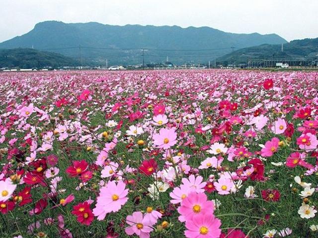&lt;a href=&quot;https://www.visit-oita.jp/topics/detail/421#hana &quot; target=&quot;_blank&quot;&gt;&lt;font color=&quot;#0033ff&quot;&gt;特集：秋の自然を愛でる旅「秋の花」&lt;/font&gt;&lt;br&gt;春や夏とはまた違った装いの秋に見られる花をご紹介。&lt;/a&gt;