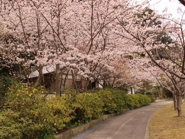 <font color="#EE82EE"><strong>拍子水（ひょうしみず）</strong></font>（姫島村）<br>姫島村七不思議の一つ「拍子水」は、お姫様がおはぐろをつけた後、口をゆすぐ水がなく、手拍子を打って祈ると湧き出したと言われています。その周辺に、桜が咲き誇ります。<hr><span style="font-size:14px;">【DATA】<br /> 花の種類／ソメイヨシノ・オオシマザクラ<br>見頃／4月上旬<br>住所／東国東郡姫島村5118-2<br>電話／0978-87-2279（姫島村水産・観光商工課）<br>駐車場／あり<br>アクセス／姫島港から車で約10分<br><a href=" https://www.himeshima.jp/kankou/spot/nanafushigi/" target="_blank"><font color="#0033ff">詳細はこちら</font></a></span>