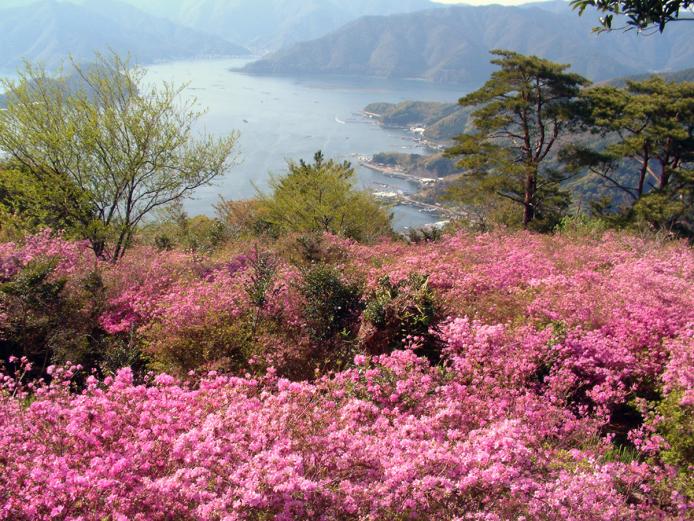 &lt;font color=&quot;#EE82EE&quot;&gt;&lt;strong&gt;仙崎つつじ公園&lt;/strong&gt;&lt;/font&gt;&lt;br&gt;5万本のフジツツジが4月下旬になると満開に。海に浮かぶようにピンク色の絨毯が現れ、GW頃まで楽しむことができます。4月初旬～中旬には「つつじ祭り」も開催予定です（変更の可能性あり）。&lt;hr&gt;&lt;span style=&quot;font-size:14px;&quot;&gt;【DATA】&lt;br /&gt;住所／佐伯市蒲江西野浦2110&lt;br&gt;電話／0972-23-3400（佐伯市観光案内所）&lt;br&gt;駐車場／あり&lt;br&gt;交通アクセス／蒲江ICから車で約23分&lt;br &gt;&lt;a href=&quot; https://www.visit-saiki.jp/spots/detail/1c5e4c6c-6a0e-4684-9223-50231db89774 &quot; target=&quot;_blank&quot;&gt;&lt;font color=&quot;#0033ff&quot;&gt;詳細はこちら&lt;/font&gt;&lt;/a&gt;&lt;/span&gt;&lt;br&gt;&lt;br&gt;