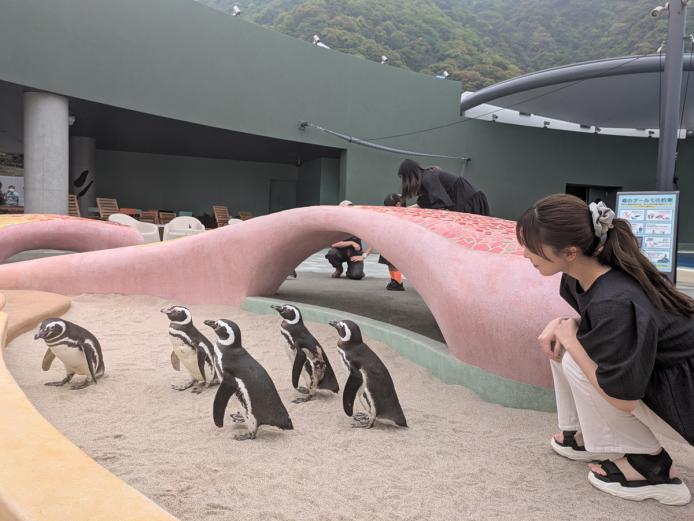 &lt;font color=&quot;#800080&quot;&gt;&lt;strong&gt;大分マリーンパレス水族館 うみたまご あそびーち&lt;/strong&gt;&lt;/font&gt;（大分市）&lt;br&gt;体験型屋外ゾーンが今年4月にリニューアル。「岩のプール」や新遊具「クラゲ・グラウンド」、屋根付きの休憩スペースなどが登場。オットセイやペンギンを間近で見ながら、水辺の遊びが楽しめます。&lt;hr&gt;&lt;span style=&quot;font-size:14px;&quot;&gt;&lt;strong&gt;【DATA】&lt;/strong&gt;&lt;br /&gt;住所／大分県大分市神崎3078-22&lt;br&gt;電話／097-534-1010&lt;br&gt;営業時間／9:00～17:00（季節によって変動、HPを確認。「あそびーち」立ち入りは開館30分後～閉館1時間前まで）&lt;br&gt;料金／高校生以上3000円、小・中学生1500円、幼児1000円、シニア2500円&lt;br&gt;休み／年3日程（1月頃）&lt;br&gt;駐車場／800台（有料）&lt;br&gt;交通アクセス／大分ICから車で約25分&lt;br &gt;&lt;a href=&quot; https://www.umitamago.jp/&quot; target=&quot;_blank&quot;&gt;&lt;font color=&quot;#0033ff&quot;&gt;HPはこちら&lt;/font&gt;&lt;/a&gt;&lt;br&gt;&lt;a href=&quot; https://x.gd/91KZl &quot; target=&quot;_blank&quot;&gt;&lt;font color=&quot;#0033ff&quot;&gt;MAPはこちら&lt;/font&gt;&lt;/a&gt;&lt;/span&gt;&lt;br&gt;&lt;br&gt;