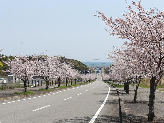 <font color="#EE82EE"><strong>大分空港周辺</strong></font>（国東市）<br>空港へ続く坂道。地元では“桜坂”の愛称で親しまれ、約１キロに渡る桜並木は淡いピンクが満開になると、桜と飛び立つ飛行機がまるで絵画のような景色になります。<hr><span style="font-size:14px;">【DATA】<br /> 桜の種類／ソメイヨシノ<br>見頃／3月下旬～4月上旬<br>住所／国東市武蔵町糸原<br>電話／0978-73-0962（国東市観光協会）<br>駐車場／なし<br>アクセス／杵築ICから車で約15分<br>