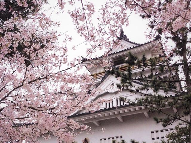 <font color="#EE82EE"><strong>杵築城 城山公園</strong></font>（杵築市）<br>杵築市のシンボルでもある杵築城跡は城山公園として整備されており、人気の花見スポットとなっています。城と桜のコントラストも見事で、天守閣から眺める景色も必見です。<hr><span style="font-size:14px;">【DATA】<br /> 花の種類／桜<br>見頃／3月下旬<br>住所／杵築市杵築16-1<br>電話／0978-63-0100（杵築市観光協会）<br>駐車場／17台<br>アクセス／杵築ICから車で約5分<br><a href="https://www.kit-suki.com/tourism/index.php?action=story&amp;sub_cat_id=1" target="_blank"><font color="#0033ff">詳細はこちら</font></a></span>