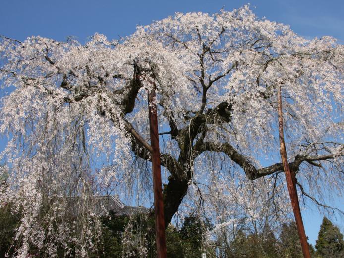 <font color="#EE82EE"><strong>小柿山 光円寺</strong></font>（中津市）<br>樹齢は350年以上といわれ、幹の太さは約3ｍ・高さ10ｍ余りで、門前の市道に10ｍ四方に渡り垂れ下がっています。見事に咲き誇る姿は、息をのむ美しさです。<hr><span style="font-size:14px;">【DATA】<br /> 桜の種類／しだれ桜<br>見頃／3月下旬～4月上旬<br>住所／中津市耶馬溪町大字深耶馬（小柿山集落）<br>電話／0979-54-3111（中津市耶馬溪支所地域振興課）<br>アクセス／中津ICから車で約35分<br><a href="https://nakatsuyaba.com/pages/190/" target="_blank"><font color="#0033ff">詳細はこちら</font></a></span>