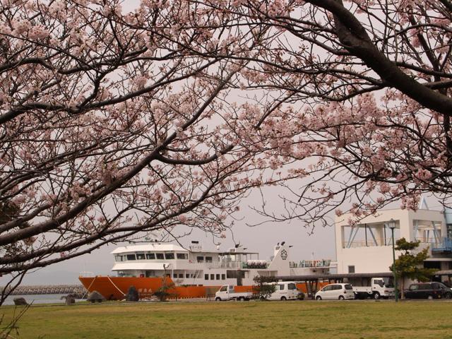 <font color="#EE82EE"><strong>姫島港フェリー広場</strong></font>（姫島村）<br>国東市～姫島村を繋ぐ村営フェリーの港近くにある広場。休日には家族連れがのんびり過ごしたり、恒例のお祭りなどが開催され賑わう場所です。春には、桜越しにフェリーを眺めることができます。<hr><span style="font-size:14px;">【DATA】<br /> 花の種類／ソメイヨシノ・オオシマザクラ<br>見頃／４月上旬頃<br>住所／東国東郡姫島村<br>電話／0978-87-2279（姫島村水産・観光商工課）<br>駐車場／あり<br>アクセス／姫島港から徒歩すぐ<br><a href=" https://www.himeshima.jp/" target="_blank"><font color="#0033ff">詳細はこちら</font></a></span>