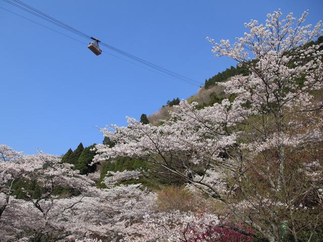 <font color="#EE82EE"><strong>鶴見岳（つるみだけ）</strong></font>（別府市）<br>標高1,375mの鶴見岳山上までを結ぶロープウェイに乗って空中散歩を楽しんだ後は、くじゅう連山や四国まで望む絶景に出会えます。春は桜、5月中旬～6月上旬にかけては「ミヤマキリシマ」を見ることができます。<hr><span style="font-size:14px;">【DATA】<br /> 花の種類／桜<br>見頃／3月下旬～4月上旬<br>住所／別府市大字南立石字寒原10－7<br>電話／0977-22-2277<br>駐車場／250台<br>アクセス／別府ICから乗り場まで車で約5分<br><a href="https://www.beppu-ropeway.co.jp/" target="_blank"><font color="#0033ff">詳細はこちら</font></a></span>