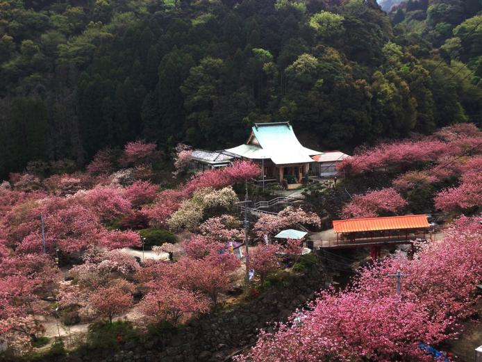 &lt;font color=&quot;#EE82EE&quot;&gt;&lt;strong&gt;一心寺&lt;/strong&gt;&lt;/font&gt;&lt;br&gt;山に囲まれた谷底にある境内を、八重桜やソメイヨシノなど約15種類以上の桜が埋め尽くします。4月6日(木)～17日(月)には、「一心寺ぼたん桜雲海祭り」が開催される予定です。&lt;hr&gt;&lt;span style=&quot;font-size:14px;&quot;&gt;【DATA】&lt;br /&gt;住所／大分市廻栖野1305&lt;br&gt;電話／097-541-3029&lt;br&gt;営業時間／9:00～17:00&lt;br&gt;休み／なし&lt;br&gt;料金／大人（中学生以上）1,000円、小学生300円&lt;br&gt;駐車場／100台&lt;br&gt;交通アクセス／光吉ICから車で約20分&lt;br &gt;&lt;a href=&quot;https://issinnji.jp/&quot; target=&quot;_blank&quot;&gt;&lt;font color=&quot;#0033ff&quot;&gt;詳細はこちら&lt;/font&gt;&lt;/a&gt;&lt;/span&gt;&lt;br&gt;&lt;br&gt;
