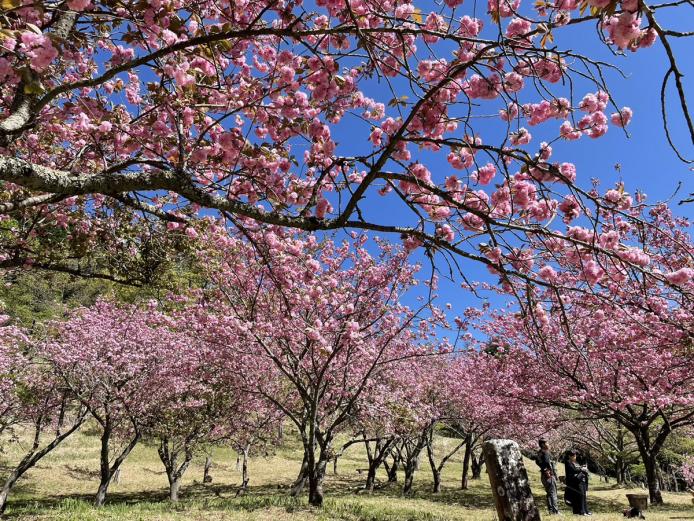 <font color="#EE82EE"><strong>えぼし公園</strong></font>（豊後大野市）<br>烏帽子岳の東側、浄水寺の境内にある公園。春になると、濃いピンクの花の房が特徴的なぼたん桜が咲き誇ります。その数は約800本もあり、烏帽子岳の山肌を鮮やかなピンク色に彩ります。<hr><span style="font-size:14px;">【DATA】<br /> 桜の種類／ぼたん桜<br>見頃／4月中旬～5月上旬<br>住所／大分県豊後大野市大野町藤北<br>電話／0974-27-4215（豊後大野市観光協会）<br>駐車場／100台<br>アクセス／大野ICから車で約20分<br><a href="https://sato-no-tabi.jp/introduce/%E3%81%88%E3%81%BC%E3%81%97%E5%85%AC%E5%9C%92/" target="_blank"><font color="#0033ff">詳細はこちら</font></a></span>