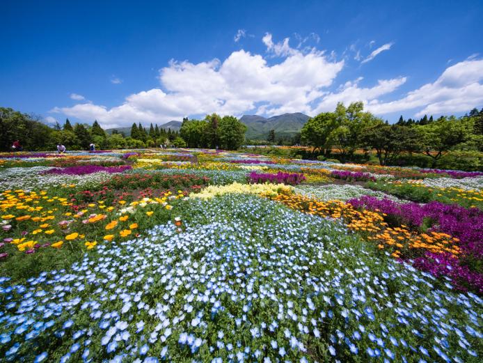 &lt;font color=&quot;#EE82EE&quot;&gt;&lt;strong&gt;くじゅう花公園&lt;/strong&gt;&lt;/font&gt;&lt;br&gt;阿蘇くじゅう国立公園内、標高850ｍに位置する雄大な花公園。園内では、約500種の様々な花が咲き誇ります。春にはネモフィラやポピー、チューリップなどが見頃。カメラを持って訪れて。&lt;hr&gt;&lt;span style=&quot;font-size:14px;&quot;&gt;【DATA】&lt;br /&gt;住所／竹田市久住町久住4050&lt;br&gt;電話／0974-76-1422&lt;br&gt;営業時間／8:30～17:30（受付～17:00）&lt;br&gt;休み／12～2月&lt;br&gt;料金／大人（高校生以上）500～1,300円、小人（5歳以上）300～500円 ※開花状況により変動性&lt;br&gt;駐車場／300台&lt;br&gt;交通アクセス／竹田ICから車で約22分&lt;br &gt;&lt;a href=&quot;http://www.hanakoen.com/ &quot; target=&quot;_blank&quot;&gt;&lt;font color=&quot;#0033ff&quot;&gt;詳細はこちら&lt;/font&gt;&lt;/a&gt;&lt;/span&gt;&lt;br&gt;&lt;br&gt;