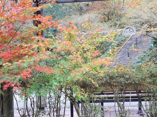 &lt;font color=&quot;#800000&quot;&gt;&lt;strong&gt;大友宗麟公園&lt;/strong&gt;&lt;/font&gt;（津久見市）&lt;br&gt;大友宗麟公のお墓が2つある公園。樹齢百年を超える杉林が作る厳粛な雰囲気を醸し出しています。春は桜、秋は紅葉と四季折々の景色が楽しめ、多くの方が訪れます。&lt;br&gt;&lt;hr&gt;&lt;span style=&quot;font-size:14px;&quot;&gt;【DATA】&lt;br /&gt; 住所／津久見市大字津久見字ミウチ4198-1&lt;br&gt;電話／0972-82-9521（津久見市観光協会）&lt;br&gt;見頃／11月上旬～11月下旬&lt;br&gt;&lt;a href=&quot;https://tsukumiryoku.com/publics/index/54/&quot;target=&quot;_blank&quot;&gt;&lt;font color=&quot;#0033ff&quot;&gt;詳細はこちら&lt;/font&gt;&lt;/a&gt;&lt;/span&gt;