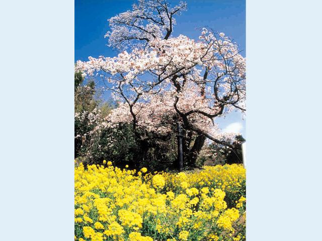 <font color="#EE82EE"><strong>庄屋屋敷跡地</strong></font>（日出町）<br>別府湾を見下ろす高台にある、樹齢約400年を越える山桜で「魚見桜」と呼ばれています。開花が普通の桜よりも半月程早く、かつて別府湾の漁師たちが咲き具合を見て漁の目安としたことから、この名が付いたと言われています。<hr><span style="font-size:14px;">【DATA】<br /> 花の種類／山桜<br>見頃／3月中旬<br>住所／日出町豊岡5389<br>電話／0977-72-4255（ひじ町ﾂｰﾘｽﾞﾑ協会）<br>駐車場／あり<br>アクセス／日出ICから車で約10分<br><a href=" https://hijinavi.com/spots/detail/42" target="_blank"><font color="#0033ff">詳細はこちら</font></a></span>