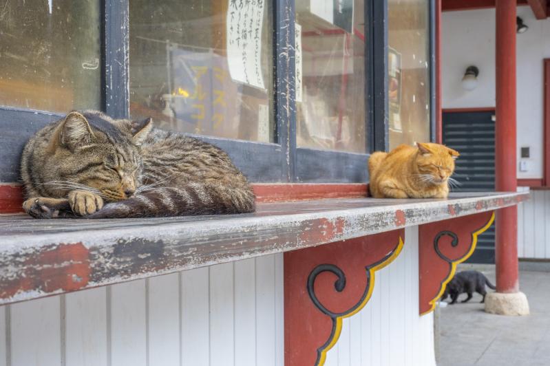 日なたぼっこをする猫たち