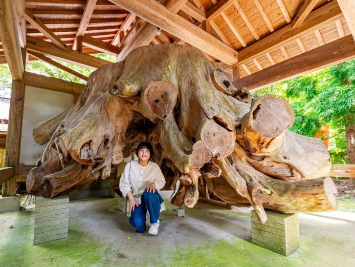 ▲約1100年森を守った御神木・千年杉は、平成16年の台風で倒れました。今もその生命の証を感じられます