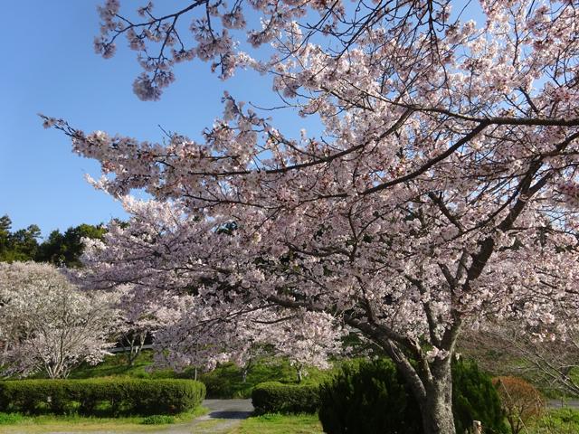 <font color="#EE82EE"><strong>家族旅行村安心院 桜の広場</strong></font>（宇佐市）<br>安心院の大自然の中に宿泊施設や温泉、スポーツ施設などを併設する複合レジャー施設。春は美しい桜を見ることができ、多くの人で賑わいます。<hr><span style="font-size:14px;">【DATA】<br /> 桜の種類／ソメイヨシノ<br>見頃／3月下旬～4月上旬<br>住所／宇佐市安心院町下毛<br>電話／0978-37-0202（宇佐市観光協会）<br>駐車場／あり<br>アクセス／安心院ICから車で約5分<br><a href="http://www.ajimu-ryokoumura.jp/" target="_blank"><font color="#0033ff">詳細はこちら</font></a></span>