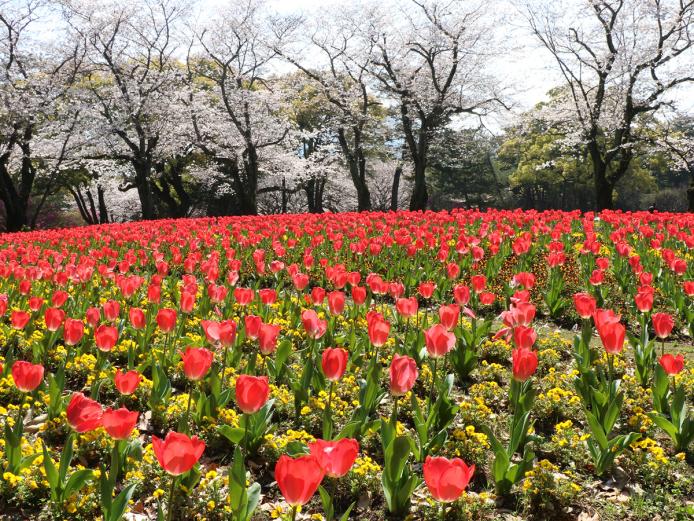 &lt;font color=&quot;#EE82EE&quot;&gt;&lt;strong&gt;別府公園&lt;/strong&gt;&lt;/font&gt;&lt;br&gt;別府市中心部にある自然豊かな公園。3月末から4月上旬にかけて、桜とチューリップが同時に咲き誇り、とても華やかになります。この時期にしか見られない自然の美しさを堪能しましょう。&lt;hr&gt;&lt;span style=&quot;font-size:14px;&quot;&gt;【DATA】&lt;br /&gt;住所／別府市野口原3018-1&lt;br&gt;電話／0977-21-1473&lt;br&gt;駐車場／360台&lt;br&gt;交通アクセス／別府駅から徒歩約10分&lt;br &gt;&lt;a href=&quot;https://www.city.beppu.oita.jp/sisetu/kouen_tyuusyajyou/03kouen_03-01beppu.html&quot;target=&quot;_blank&quot;&gt;&lt;font color=&quot;#0033ff&quot;&gt;詳細はこちら&lt;/font&gt;&lt;/a&gt;&lt;/span&gt;&lt;br&gt;&lt;br&gt;