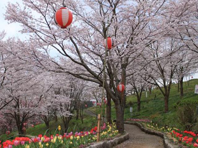 &lt;font color=&quot;#EE82EE&quot;&gt;&lt;strong&gt;石井里山公園&lt;/strong&gt;&lt;/font&gt;（日田市）&lt;br&gt;日田市石井地区の高台にある公園。春になると、山をジグザグと縫うように走る道沿いに、見事なまでの桜の花が咲き誇ります。のんびり散策を楽しむのもおすすめです。&lt;hr&gt;&lt;span style=&quot;font-size:14px;&quot;&gt;【DATA】&lt;br /&gt; 花の種類／桜&lt;br&gt;見頃／4月上旬～4月中旬&lt;br&gt;住所／日田市石井町3&lt;br&gt;電話／0973-22-2036（日田市観光協会）&lt;br&gt;駐車場／あり&lt;br&gt;アクセス／日田ICから車で約10分