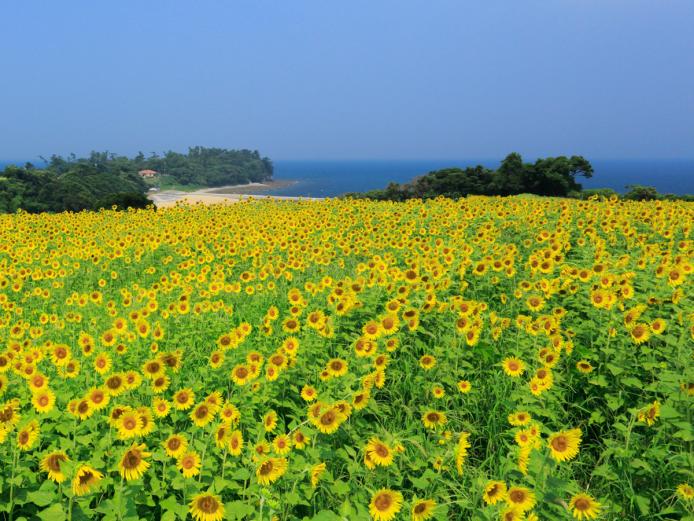 ▲8月上旬～9月中旬はひまわりが見頃に　