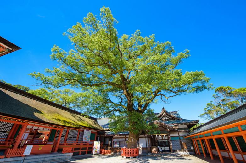 本殿の前には、推定樹齢約800年の巨大なご神木の大楠があります。ご神木の周りをぐる～り１周してから、この木に触れてお願いするとご利益があるそう。ダンス＆ヴォーカルグループ「EXILE(エグザイル)」のUSA(うさ)さんがヒット祈願したことから口コミで話題になったスポットなんです。