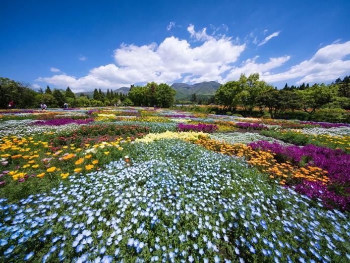 &lt;font color=&quot;#800080&quot;&gt;&lt;strong&gt;くじゅう花公園&lt;/strong&gt;&lt;/font&gt;（竹田市）&lt;br&gt; 阿蘇くじゅう国立公園内にあり、年間を通して約500種の花が咲き誇る雄大な花公園。春にはチューリップやビオラ、ネモフィラ、ポピーなど華やかな花々が園内を彩ります。昨年、華道家の假屋崎省吾氏が名誉理事に就任。さらに盛り上がりを見せる『くじゅう花公園』にぜひ訪れてみて。&lt;hr&gt; &lt;span style=&quot;font-size:14px;&quot;&gt;&lt;strong&gt;【DATA】&lt;/strong&gt;&lt;br /&gt; 住所／竹田市久住町久住4050&lt;br&gt; 電話／0974-76-1422&lt;br&gt; 営業時間／8:30～17:30（最終受付17:00）&lt;br&gt; 休み／なし ※冬期休園あり（12月1日～2月末）&lt;br&gt; 料金／大人（高校生以上）500～1300円、小人（5歳以上）300～500円 ※開花状況により変動&lt;br&gt; 駐車場／300台&lt;br&gt; 交通アクセス／竹田ICから車で約25分、JR豊後竹田駅から車で約30分&lt;br &gt; &lt;a href=&quot;http://www.hanakoen.com/ &quot; target=&quot;_blank&quot;&gt;&lt;font color=&quot;#0033ff&quot;&gt;詳細はこちら&lt;/font&gt;&lt;/a&gt;&lt;/span&gt;&lt;br&gt;&lt;br&gt;
